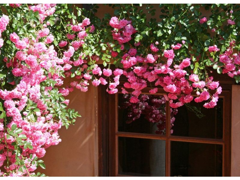 Tenterfield NSW 2372