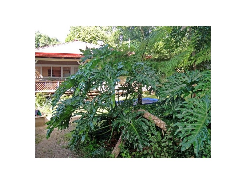 17 McNally Street, Bellingen NSW 2454