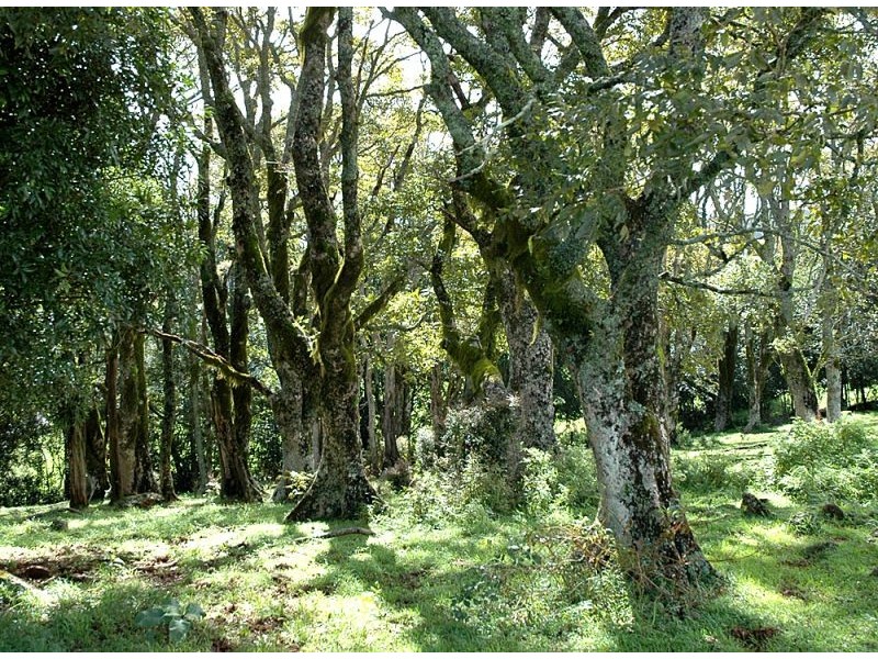 5050 Waterfall Way, Dorrigo NSW 2453