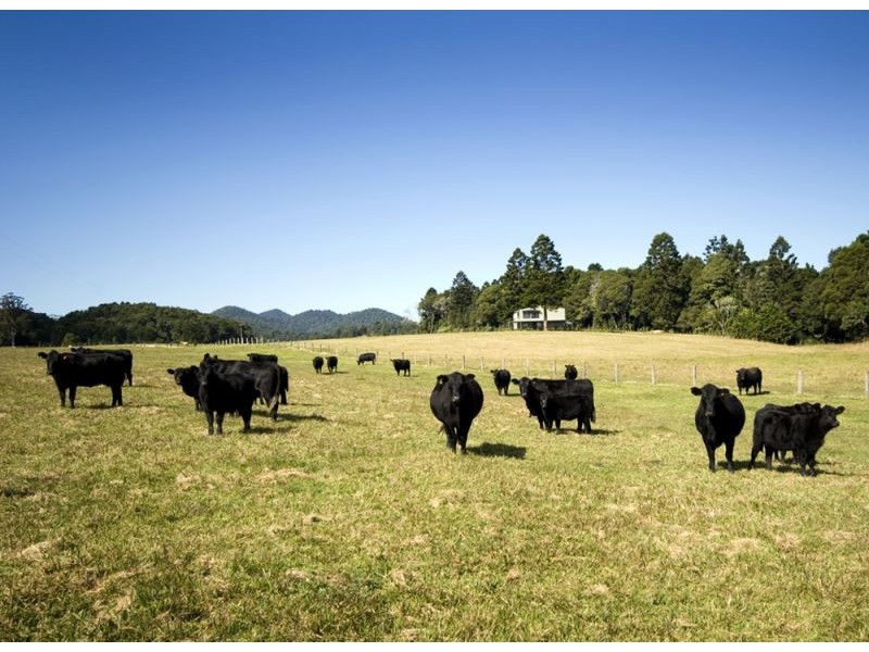 Lot 57 Upper Bo Bo Brooklana, Dorrigo NSW 2453