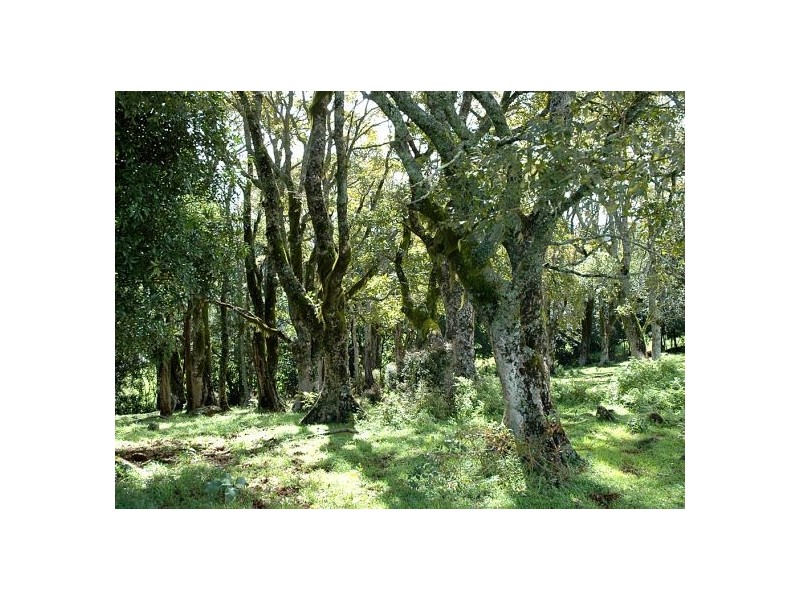 5050 Waterfall Way, Dorrigo NSW 2453