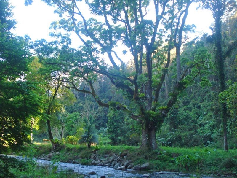 1824 Darkwood Road, Thora, Bellingen NSW 2454