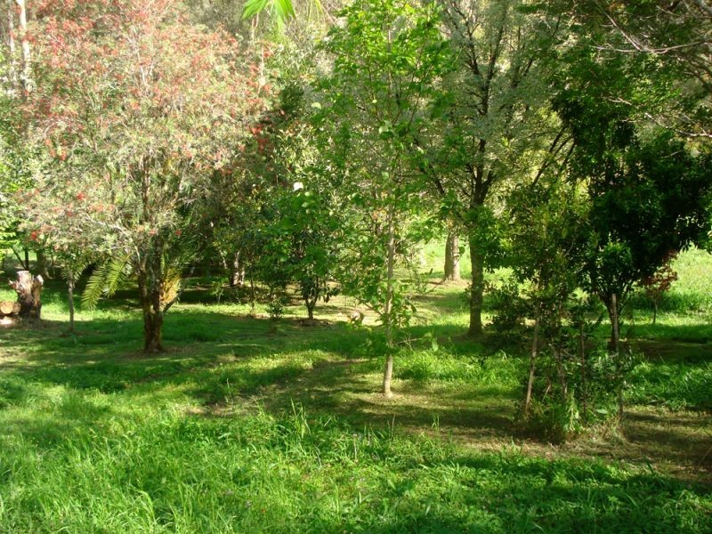 1824 Darkwood Road, Thora, Bellingen NSW 2454