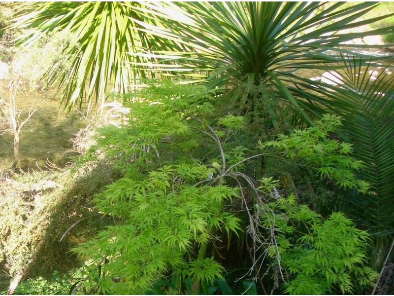 1824 Darkwood Road, Thora, Bellingen NSW 2454