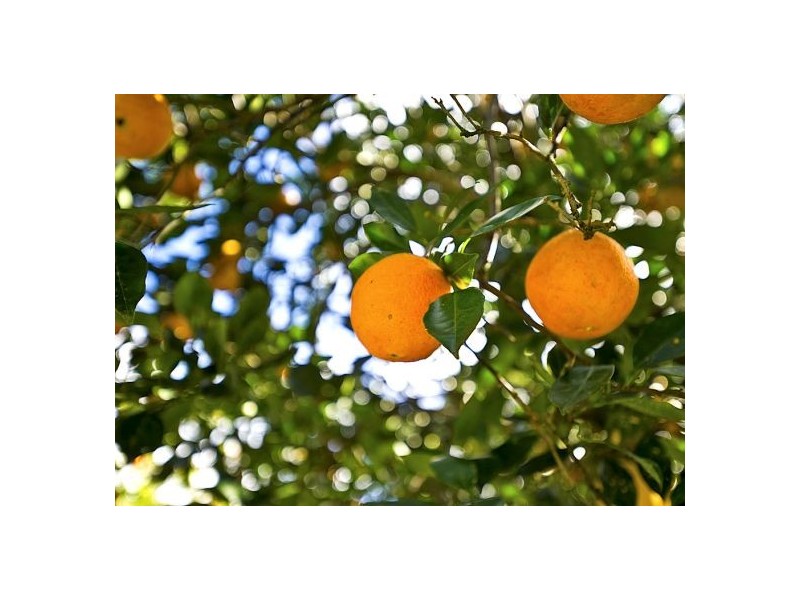 4 Sunset Ridge Drive, Bellingen NSW 2454