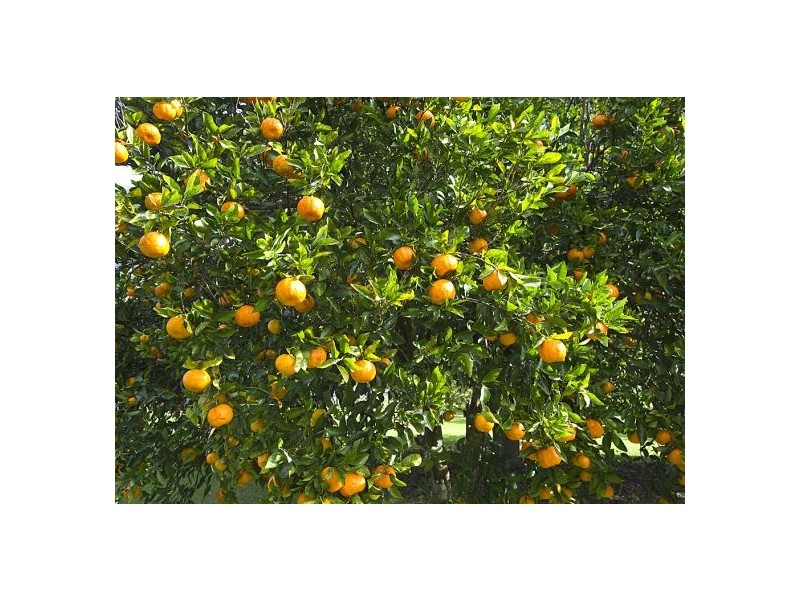 43  Benloro Lane, Myocum, Byron Bay NSW 2481