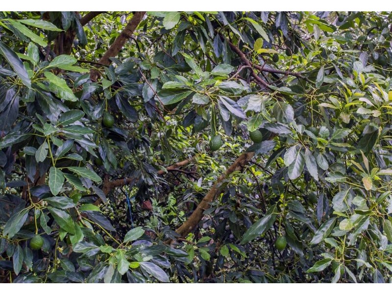 105 Kethels Road, Bellingen NSW 2454