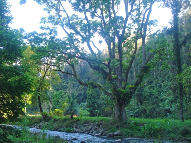 1824 Darkwood Road, Bellingen NSW 2454