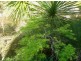 1824 Darkwood Road, Bellingen NSW 2454