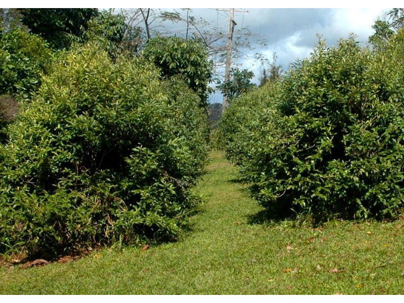 Lot 1 405 Goonengerry Road, Goonengerry, Mullumbimby NSW 2482