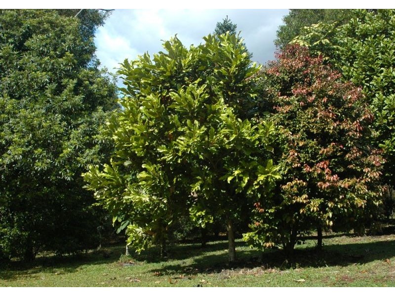 Mullumbimby NSW 2482