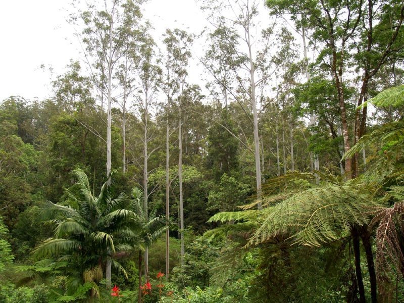 1824 Darkwood Road, Thora, Bellingen NSW 2454