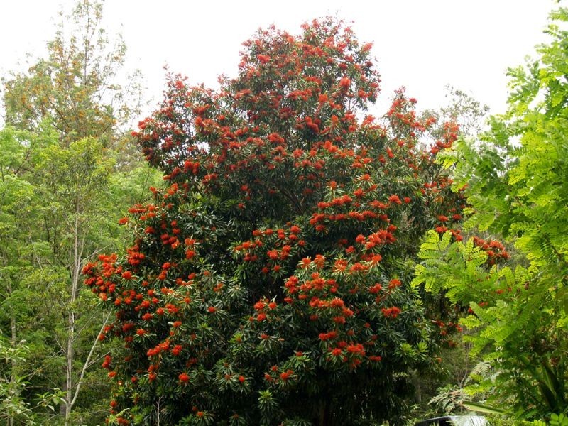 1824 Darkwood Road, Thora, Bellingen NSW 2454