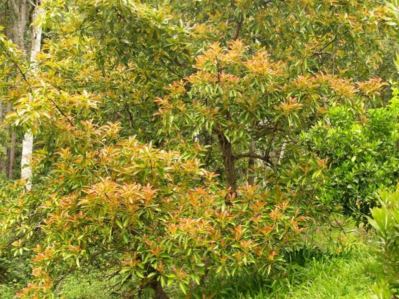 1824 Darkwood Road, Thora, Bellingen NSW 2454