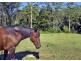 1385 Waterfall Way, Bellingen NSW 2454