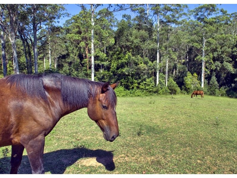 1385 Waterfall Way, Bellingen NSW 2454