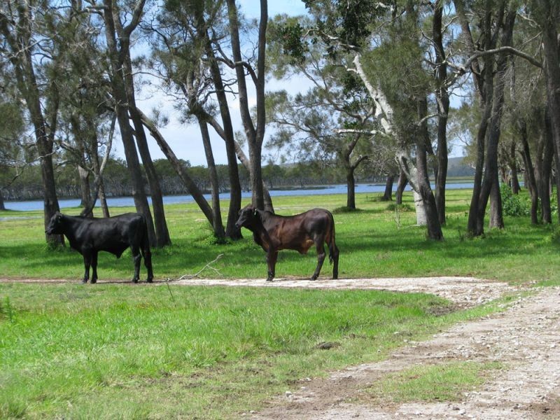 Palmers Island NSW 2463