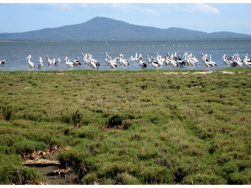 Palmers Island NSW 2463