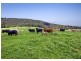 1461 Tyringham Road, Dorrigo NSW 2453