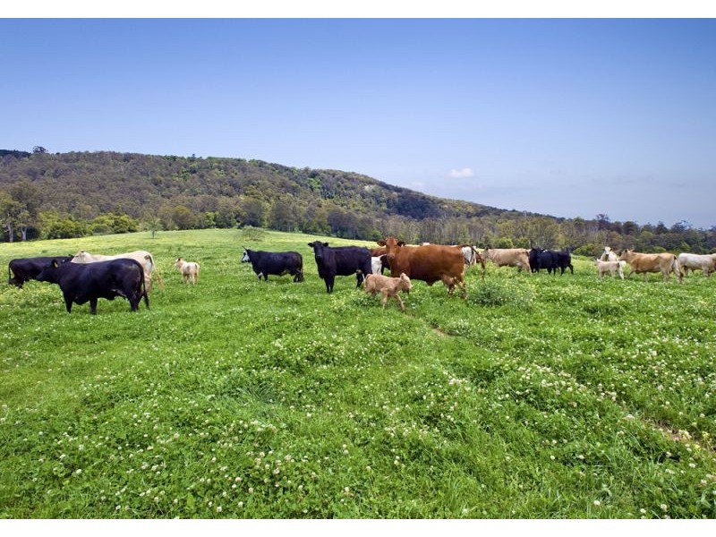 1461 Tyringham Road, Dorrigo NSW 2453