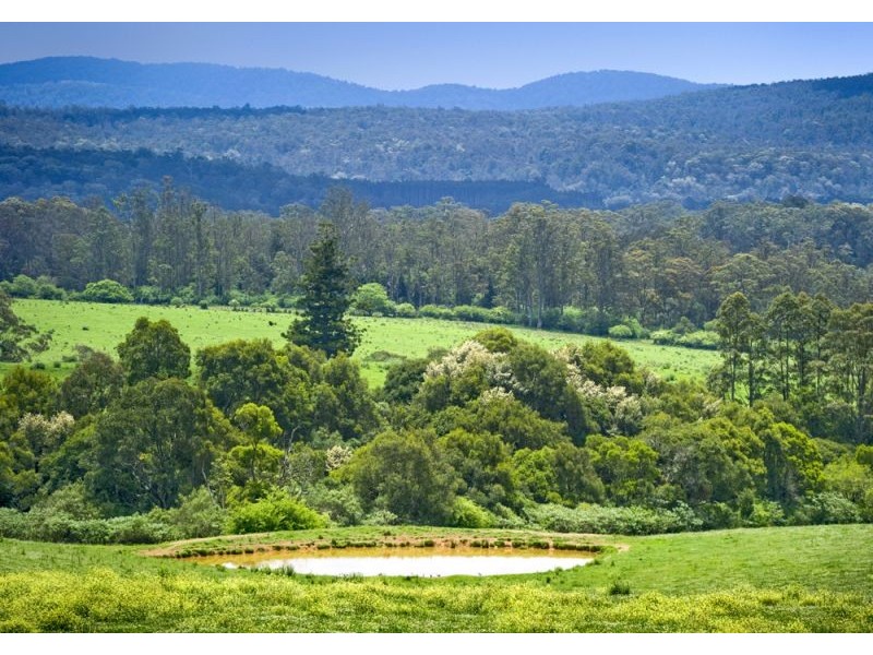 1461 Tyringham Road, Dorrigo NSW 2453