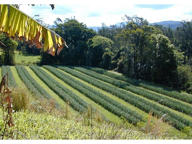 701 Darkwood Road, Thora, Bellingen NSW 2454