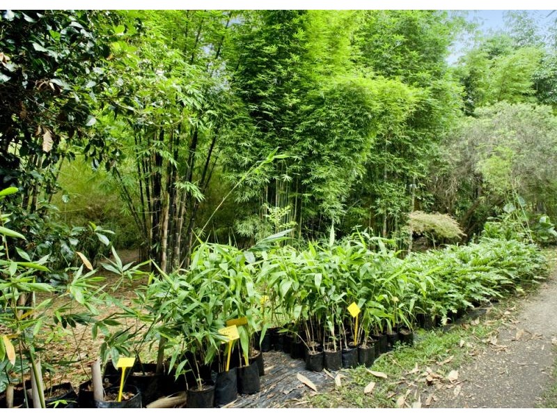 188 Bellingen Road, Missabotti NSW 2449