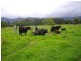 339 Dairyville Road, Upper Orara NSW 2450