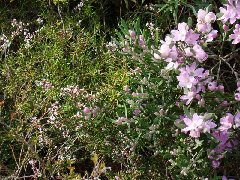 Coffs Harbour NSW 2450