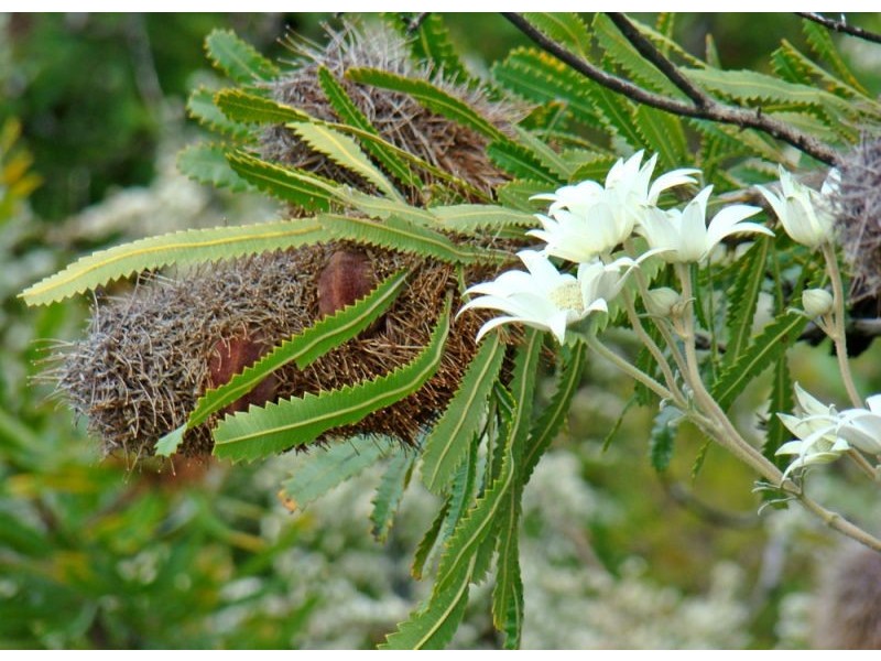 Coffs Harbour NSW 2450