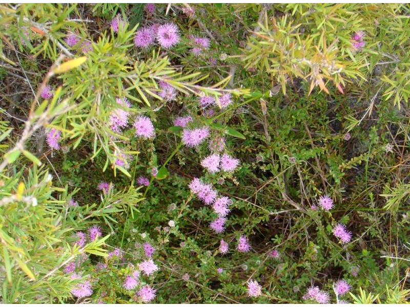 Coffs Harbour NSW 2450