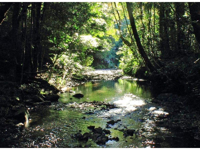 397 Slingsbys Road, Megan, Dorrigo NSW 2453