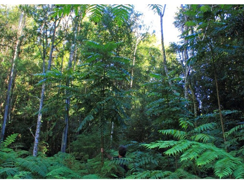 397 Slingsbys Road, Megan, Dorrigo NSW 2453