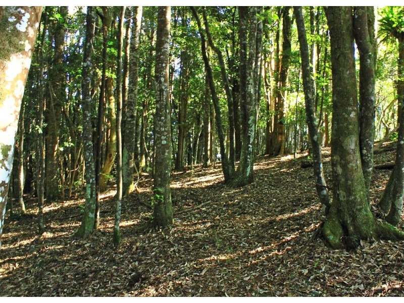 397 Slingsbys Road, Megan, Dorrigo NSW 2453