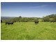 4948 Waterfall Way, Dorrigo NSW 2453