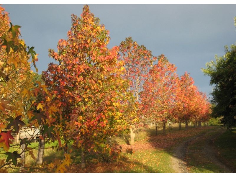 Lot 1, 285 Hydes Creek Road, Bellingen NSW 2454