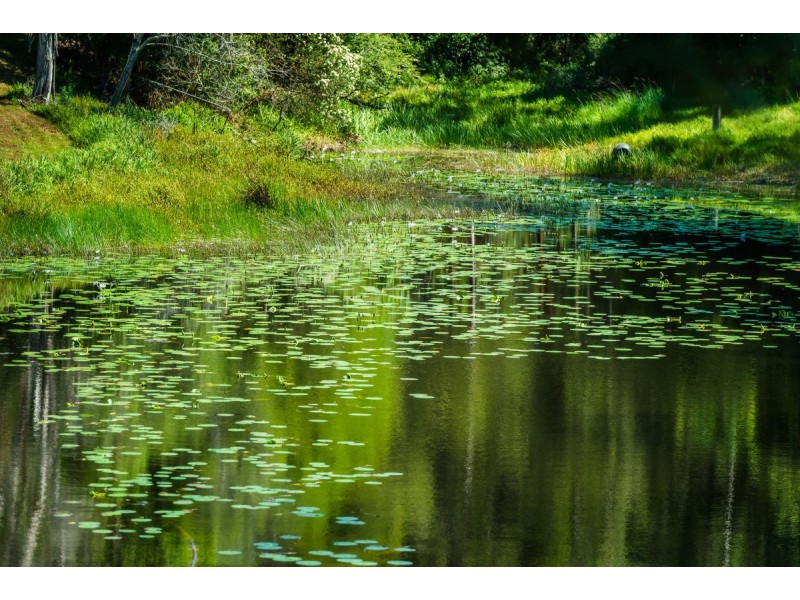 853 Bowraville Road, Bellingen NSW 2454