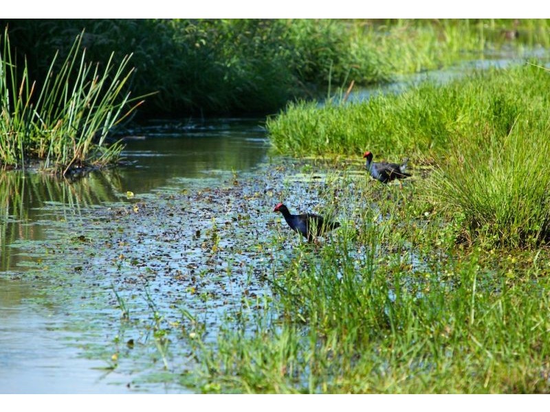 Lot 3, 197 North Bank Road, Bellingen NSW 2454