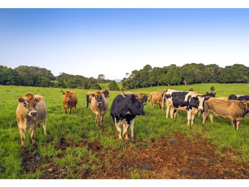 5518 Waterfall Way, Fernbrook, Dorrigo NSW 2453