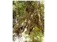 1411 Kalang Road, Bellingen NSW 2454