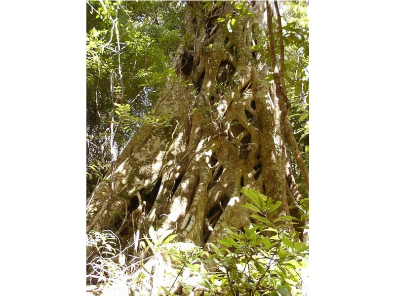1411 Kalang Road, Bellingen NSW 2454