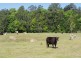 1328 Waterfall Way, Bellingen NSW 2454
