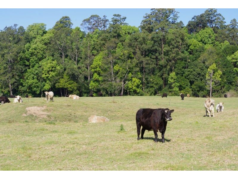 1328 Waterfall Way, Bellingen NSW 2454