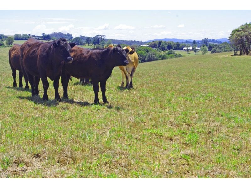 5597 Waterfall Way, Dorrigo NSW 2453