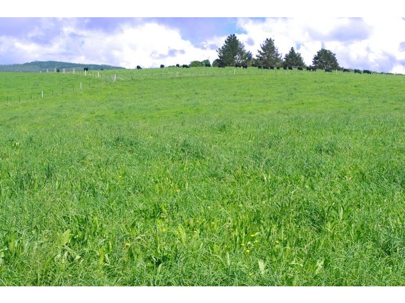 5597 Waterfall Way, Dorrigo NSW 2453