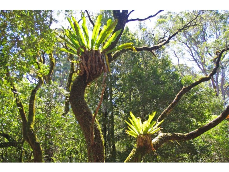 26 Nashs Road, Dorrigo NSW 2453