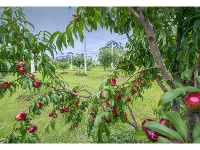 35 Wards Road, Megan, Dorrigo NSW 2453