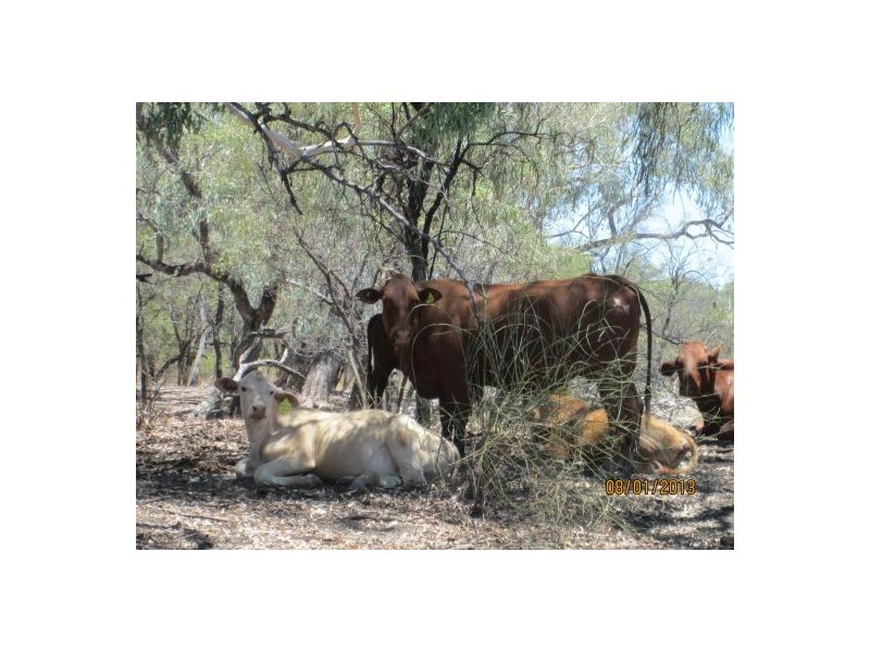 “Karinga” & “Wando”, Moree NSW 2400