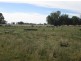 Moree NSW 2400