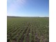“Ena”, “Homebush”, “Goora” & “Garthowen”, Warialda NSW 2402